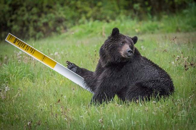 A grizzly bear is shown in a handout photo. A study suggests hungry grizzly bears drawn to bountiful berry crops in southeastern British Columbia are dying in disturbing numbers.