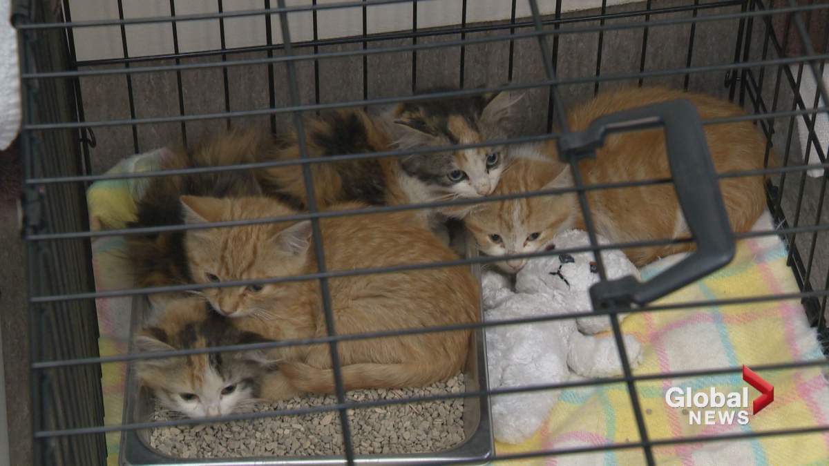 Humane society seeks owner of 4 kittens left in Calgary dumpster - image