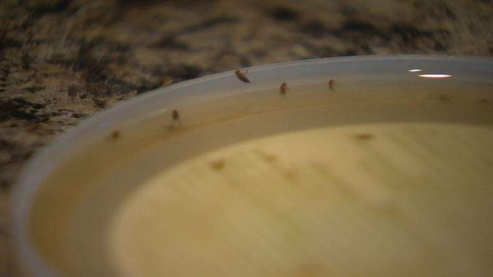 Home invasion: How to get rid of fruit flies fast - image