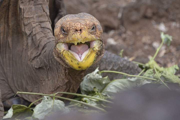 Diego, a tortoise of the endangered Chelonoidis hoodensis subspecies from Espanola Island, is seen in a breeding centre at the Galapagos National Park on Santa Cruz Island in the Galapagos archipelago, located some 1,000 kilometres off Ecuador’s coast, on Sept. 10, 2016.