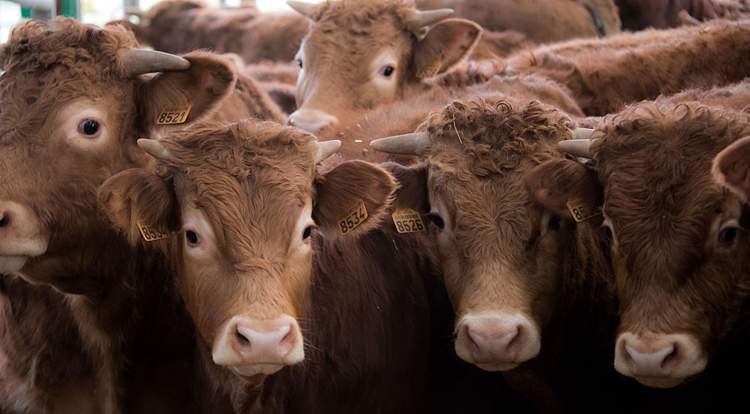 U.K.-based company PBD Biotech expands to Saskatoon to begin trial studies of diagnostic technology for bacterial infections in animals.