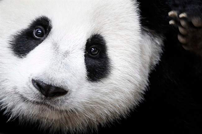 The giant panda has been reclassified as vulnerable from endangered on the International Union for the Conservation of Nature's list of endangered species, which was released Sunday, Sept. 4, 2016 at the World Conservation Congress in Hawaii.