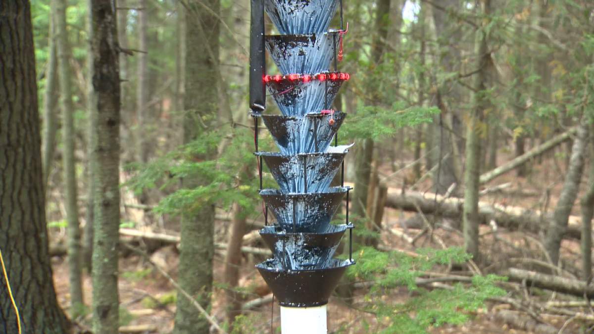 LED lights on insect trap