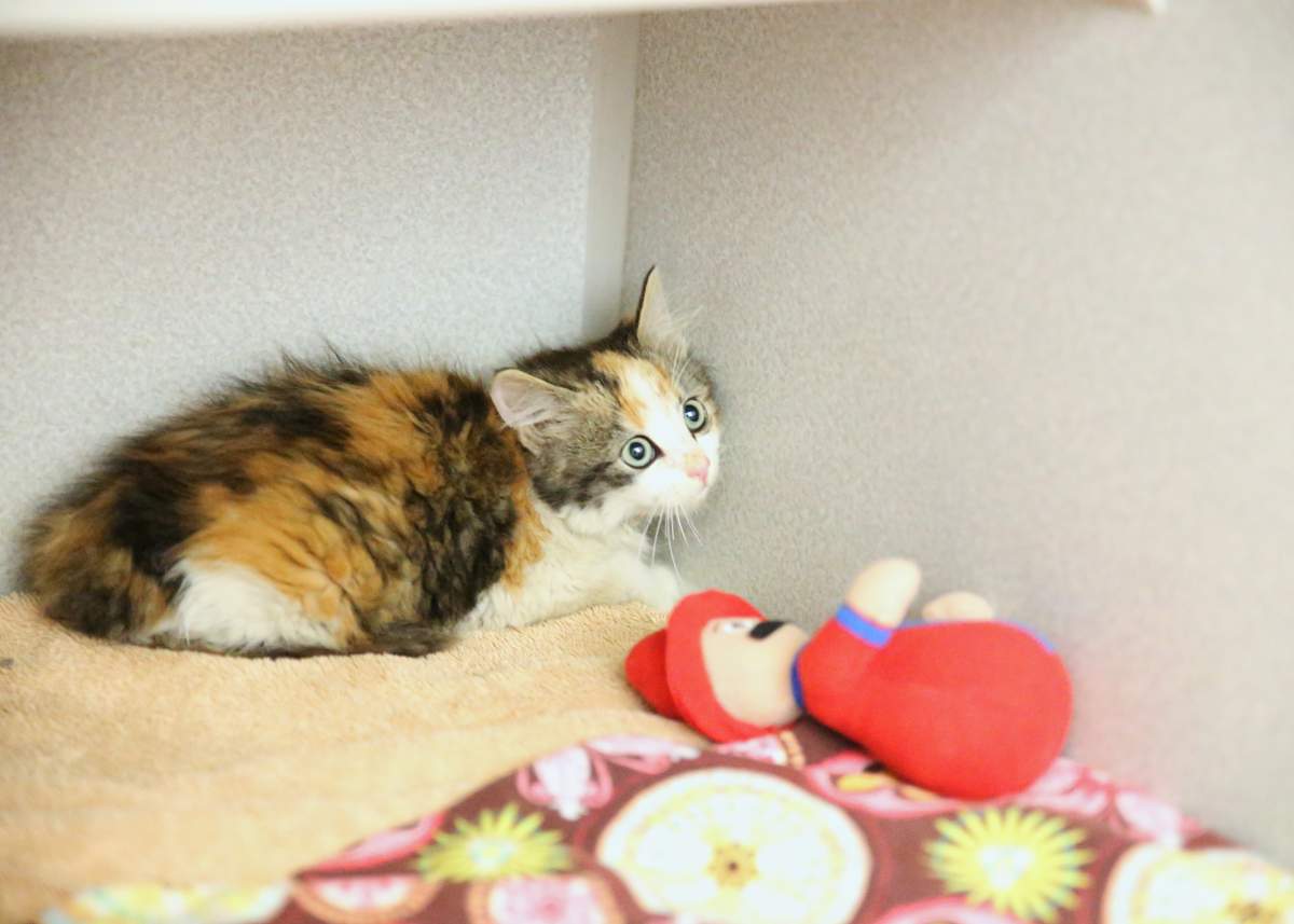 One of four kittens found in a dumpster in the 3300 block of 44 Avenue S.E. on Wednesday, Aug. 31, 2016. 