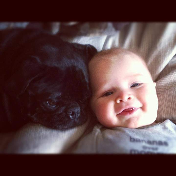 Jordan Witzel’s pug, Marli.