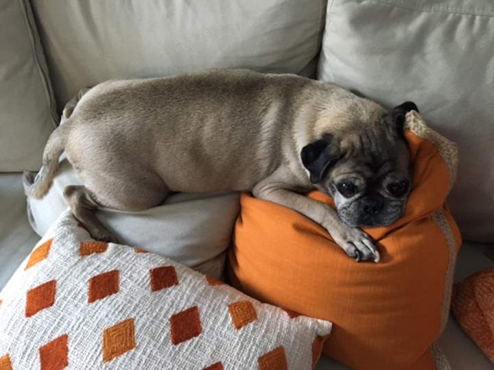 Mike Drolet’s pug, Marmaduke.