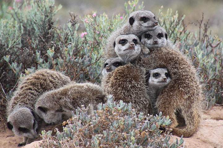 Sure, they look all cute and cuddly, but they’d slit your throat if you were another meerkat.