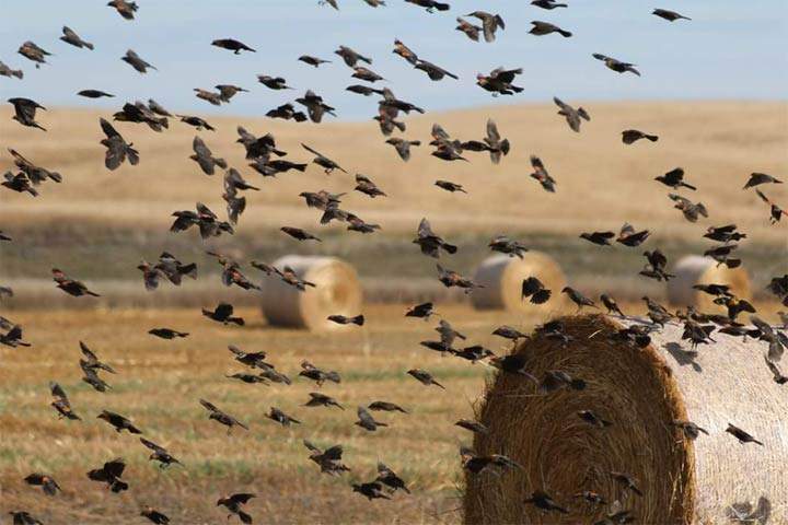 Sept. 12: This Your Saskatchewan photo was taken by Amanda Risling near Wilkie.