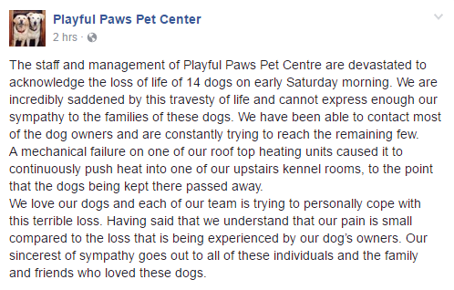 playful-paws