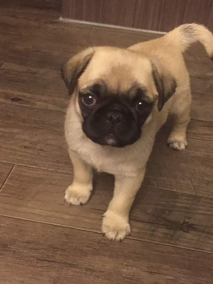 Carmela Gentile’s pug, Puck.