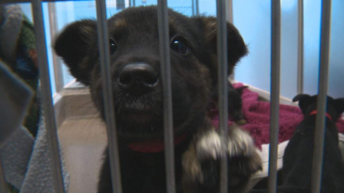City hall considering licencing pet stores in London - image