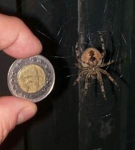 If you’ve noticed one of these large spiders in your yard, or perhaps several of them, you’re not alone.