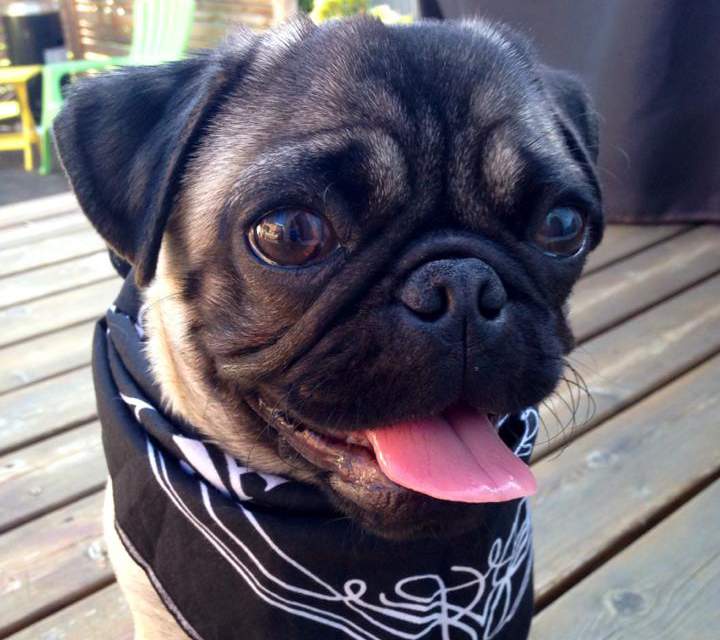 Melissa Gilligan's pug, Stella.