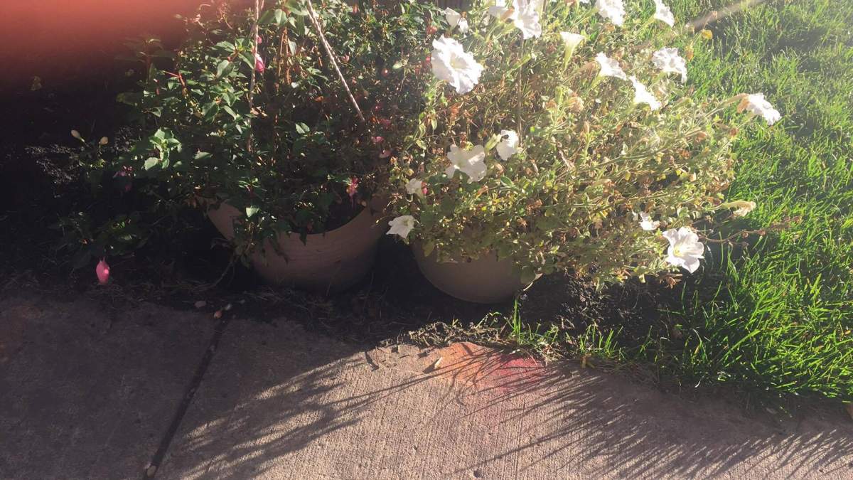 Terwillegar Towne resident Trisha Ladouceur put two flowerpots in a sinkhole left after Telus Fibre installations in the southwest Edmonton neighbourhood.