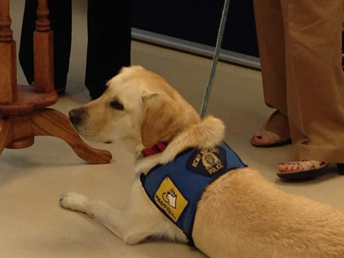 Calypso will be based in Penticton, but also works with the Summerland RCMP detachment’s victim services.