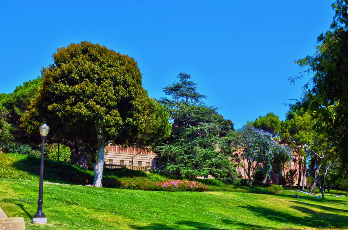 The campus of the University of California, Los Angeles.