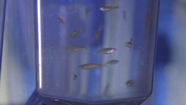 Research involving zebrafish could be helpful in treating epilepsy.
