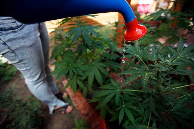 Growing your own pot is easy for householders to do, and hard for governments to regulate. 
