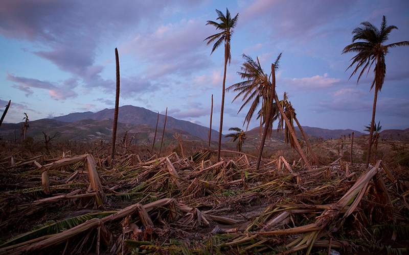 Banana and coconut trees are bent and broken along a southern coast road near the town of Roche-a-Bateau, Haiti, left behind by Hurricane Matthew. 