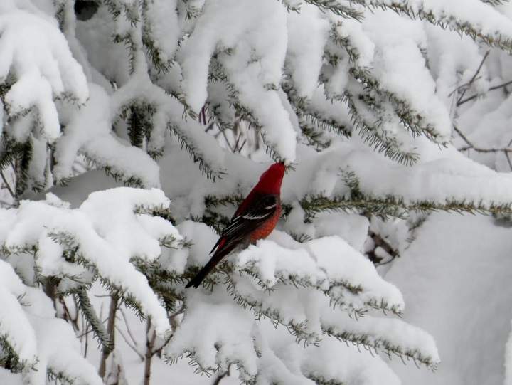 Photo Credit: Daryle Friesen (St. Laurent, Man.)