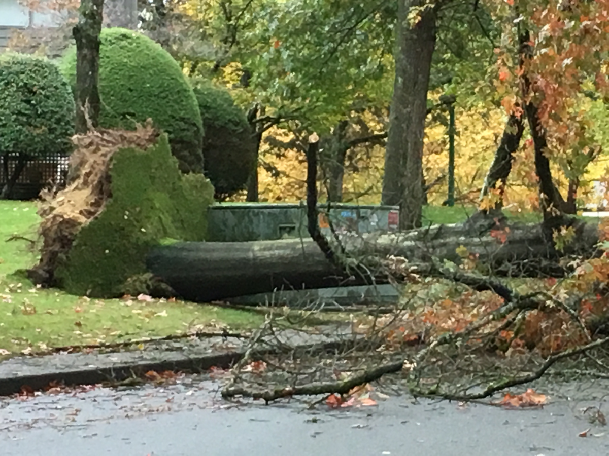 A tree that fell in North Vancouver in the afternoon on Saturday, Oct. 15, during the third of a series of storms to hit B.C.’s south coast.