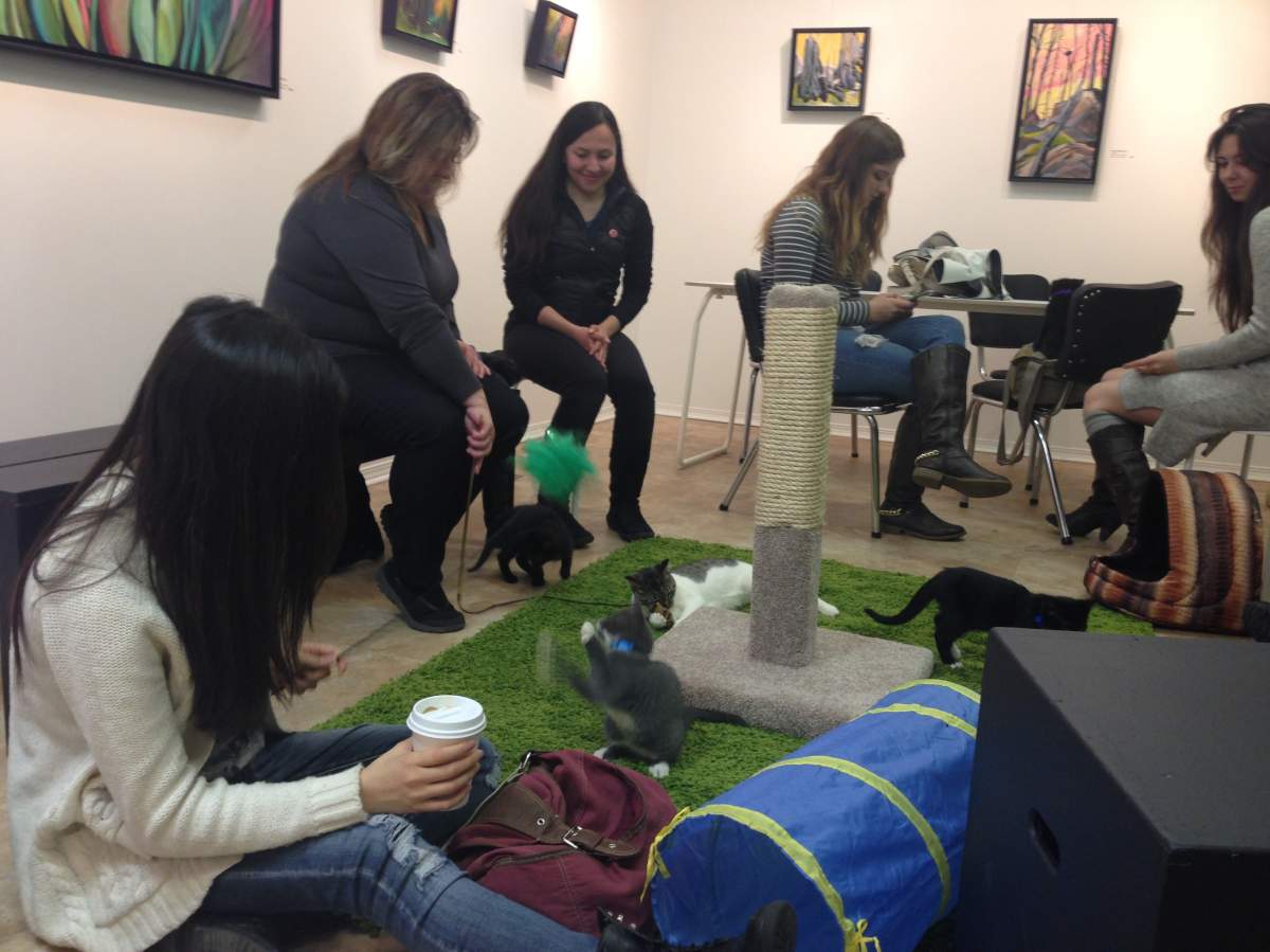 The Edmonton pop-up cat café was held at Galarie CAVA (9103-95 Ave.) and featured adoptable kittens and cats from SAFE Team Rescue and ZOE’s Animal Rescue Society. October 22, 2016.