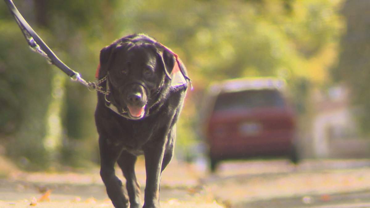A Notre-Dame-de-Grâce man is going to the Human Rights Commission after he was denied funding for his service dog. Oct. 12, 2016.