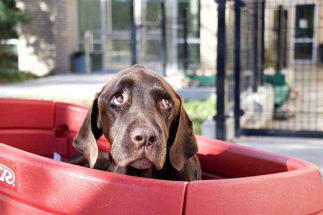 Bruno the dog recovers at the University of Saskatchewan in Saskatoon in a handout photo. For Bruno the Labrador retriever, all's well that ends well. The lucky dog is recovering under a vet's care after being trapped at the bottom of a well for almost a month near Estevan, Sask.