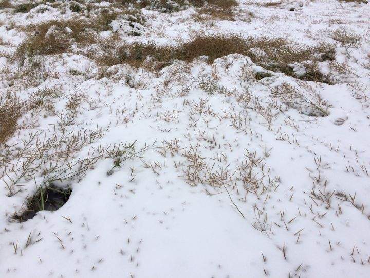 Canola crops at Jacqueline Laniuk’s farm in Vegreville have been flattened by the snow.