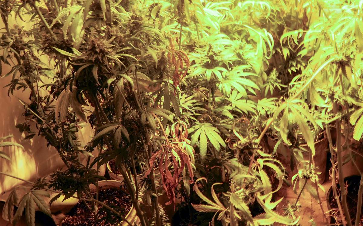 RCMP ask for help after large marijuana grow op bust in Fisher River - image