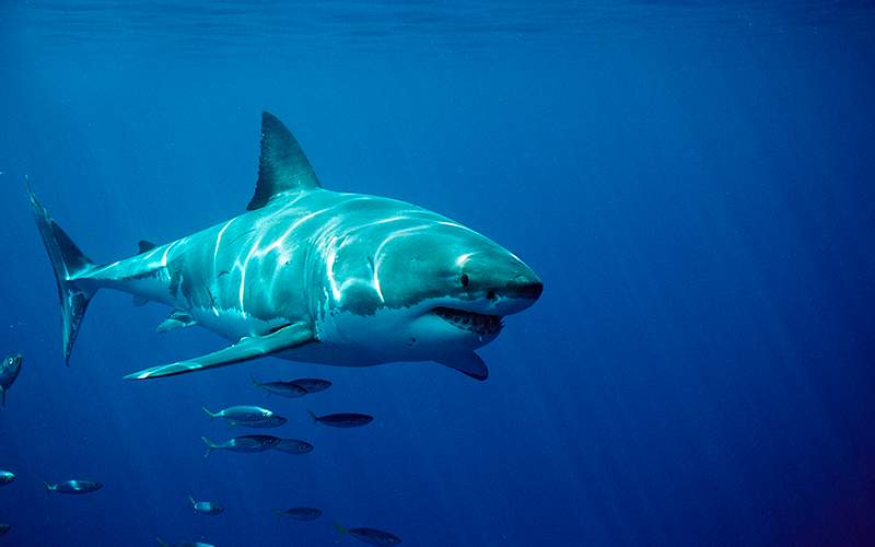 Great White Shark, Australia, Dangerous Reef, Neptune Island, Atlantic Ocean.