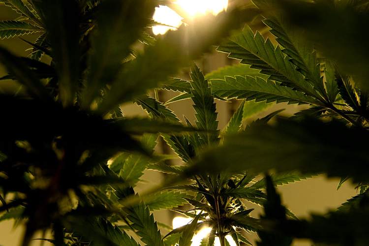 Photo of marijuana.