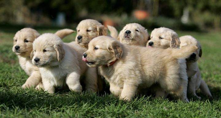 A litter of seven golden retriever puppies trots across the lawn at Mountain View Kennels in Williamsburg, Pa., Wednesday, Nov. 2, 2005.  