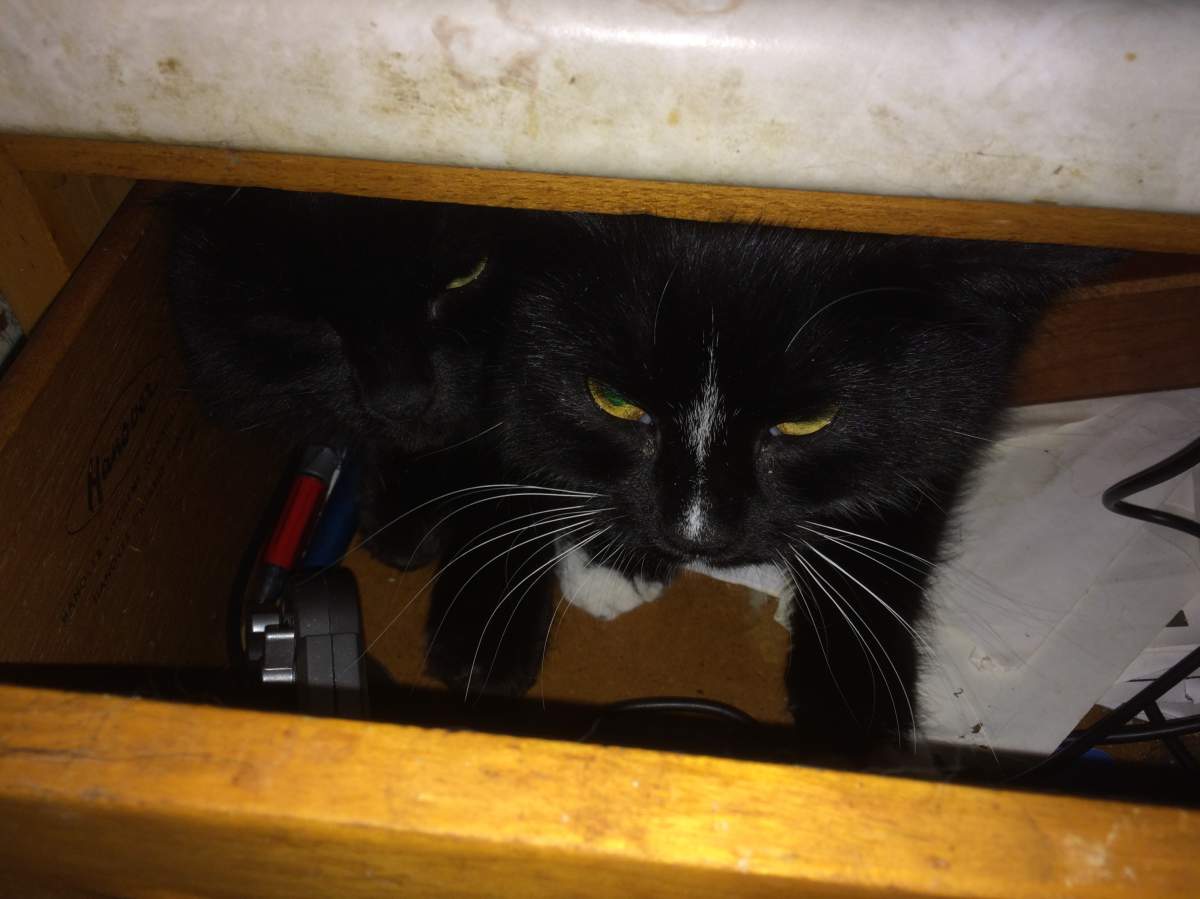 One of 19 cats Nova Scotia seized from Michael Cairns home in Lower Sackville. Cairns has been sentenced to 30 days in jail on animal cruelty charges. 