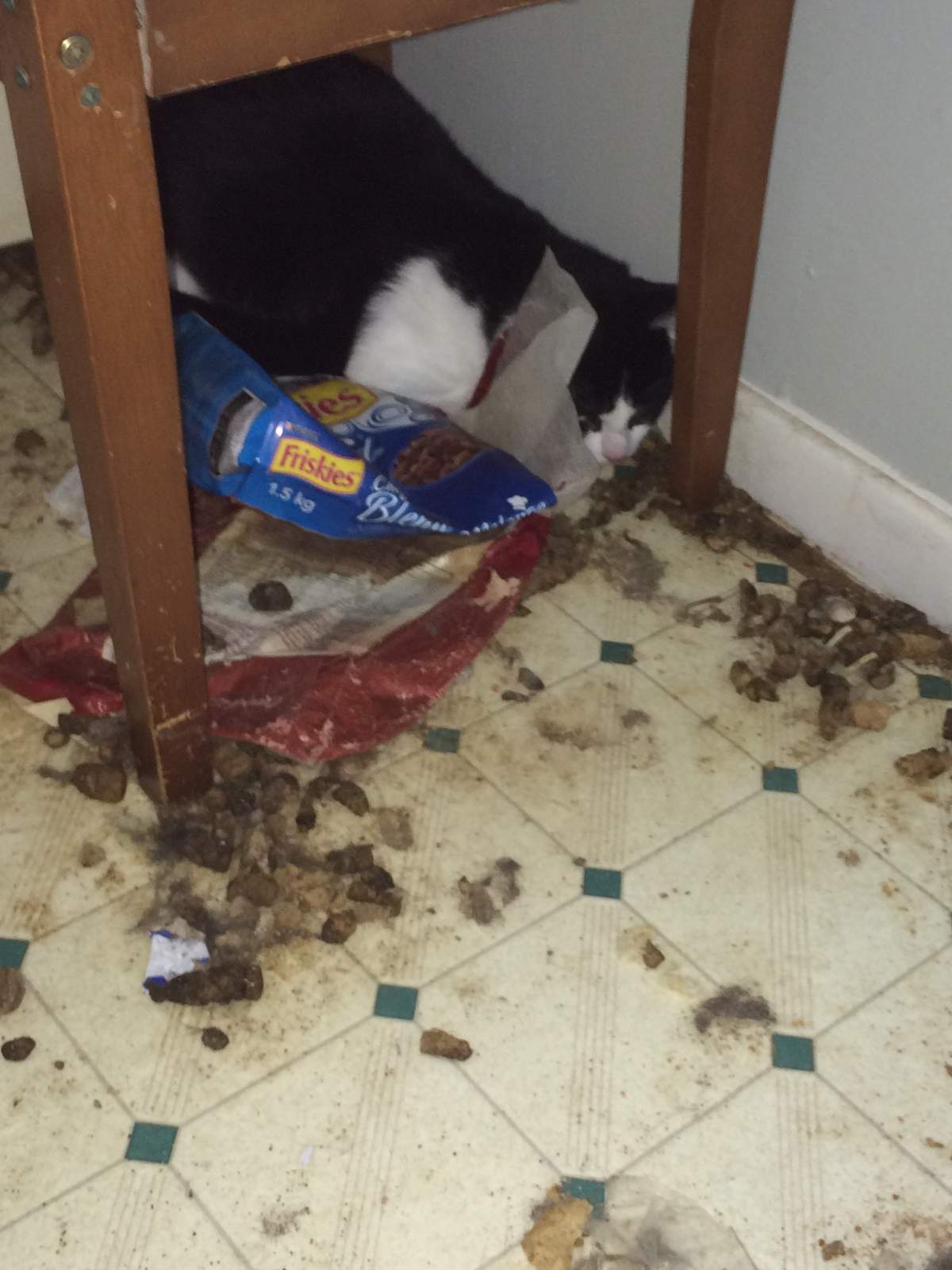 One of 19 cats Nova Scotia SPCA seized from Michael Cairns home in Lower Sackville. Cairns has been sentenced to 30 days in jail on animal cruelty charges.