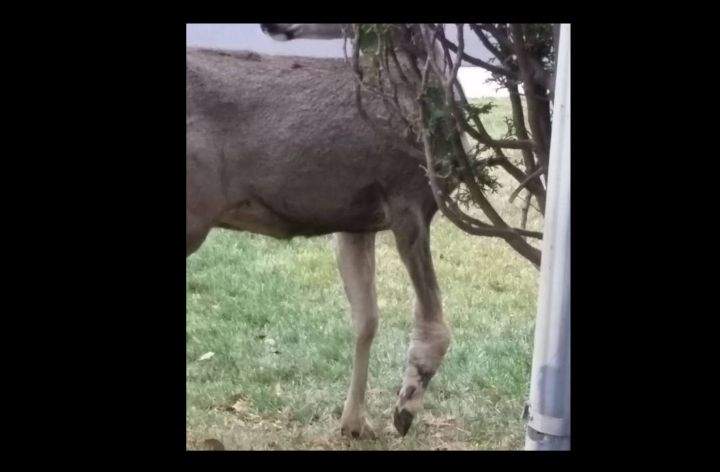 A woman in Okotoks is asking for help for a deer she says has been injured since July.