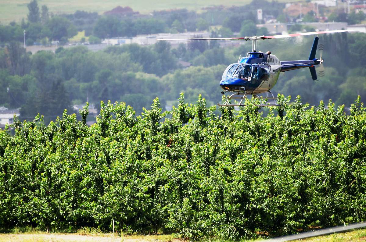 A helicopter hovers over a Kelowna Cherry orchard in this June 2017 file photo.