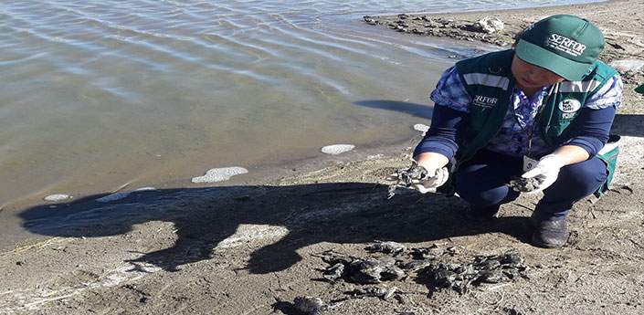 A scientist examines one of the Titicaca water frogs found on the shores of a river in Peru.