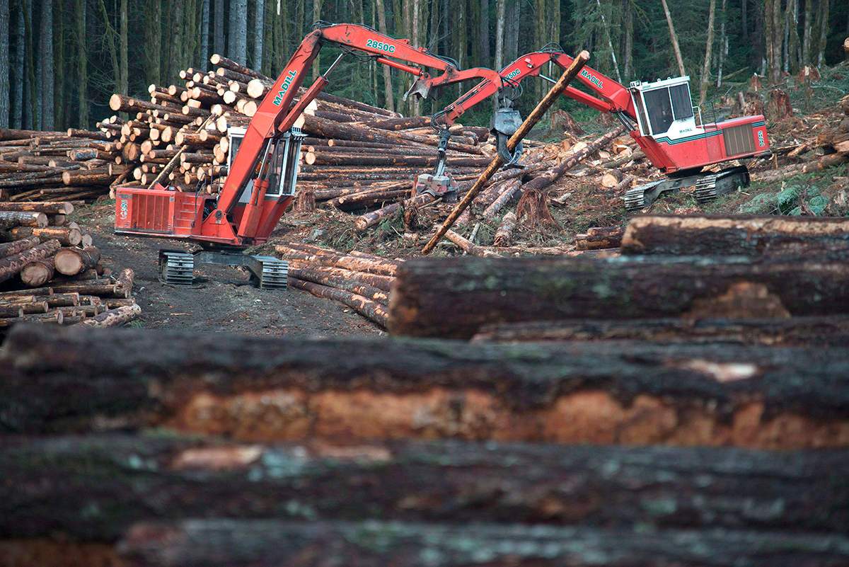 A section of forest is harvested by loggers near Youbou, B.C. in Jan. 2015.