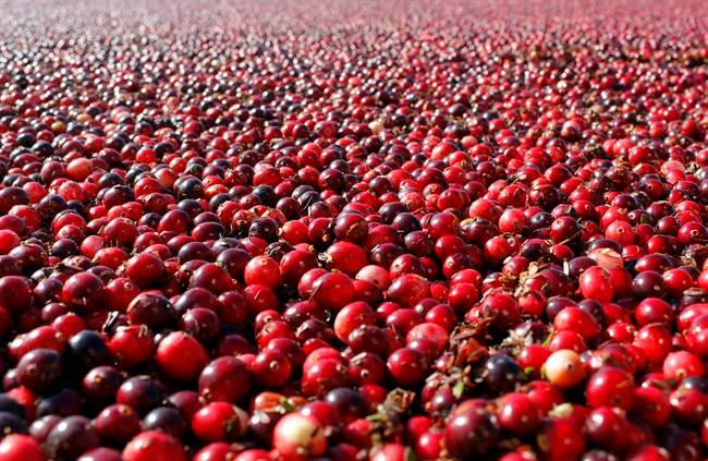  In a study published Thursday, Oct. 27, 2016 in the Journal of the American Medical Association, cranberry capsules didn't prevent or cure urinary infections in nursing home residents. The research adds to decades of conflicting evidence on whether cranberries in any form can prevent extremely common bacterial infections. 