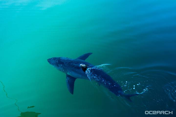 Researchers tracking nearly 750kg great white shark lurking off U.S. east coast - image
