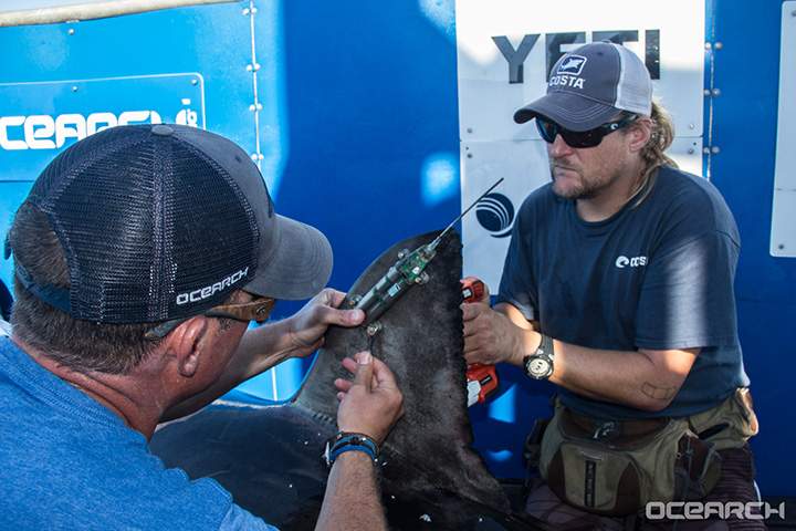 Researchers tracking nearly 750kg great white shark lurking off U.S. east coast - image