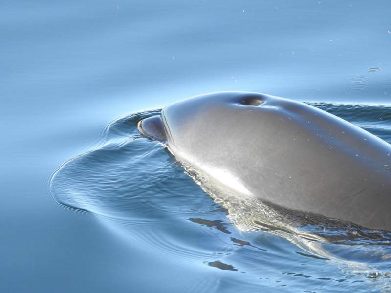 N.B. rescue crews to try to herd stranded dolphins to open ocean Wednesday - image