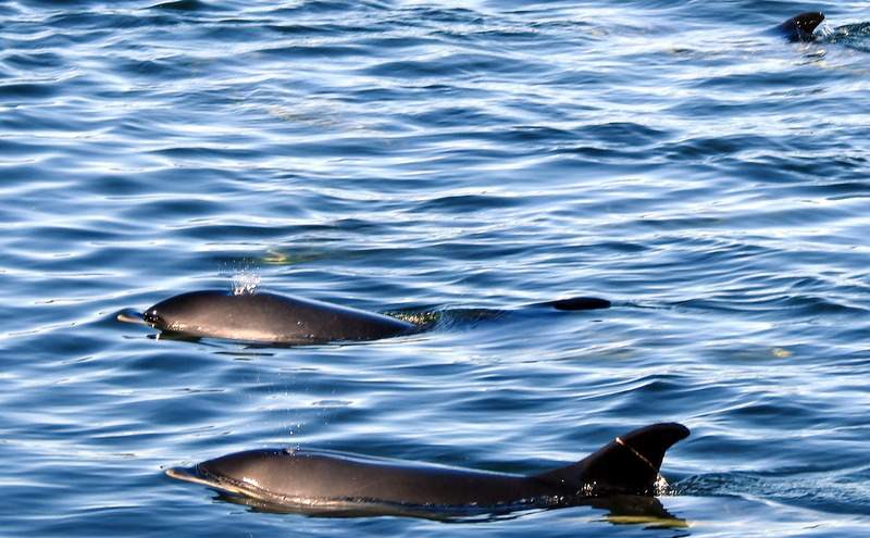 Stranded dolphins are shown near Lameque, N.B. in a handout photo. Animal rescue crews are hoping to use “acoustic pingers” to herd six stranded dolphins out of a shallow waterway in northern New Brunswick, and back into open ocean. THE CANADIAN PRESS/HO-Roger Lanteigne MANDATORY CREDIT