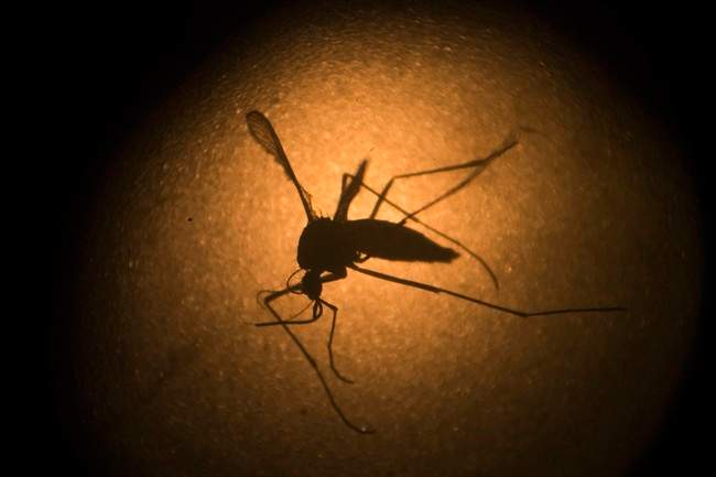 Central Okanagan calling for public help to fight ‘perfect storm’ during mosquito season - image
