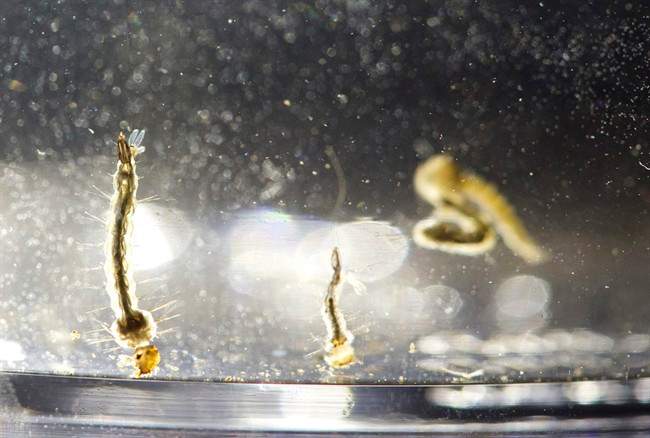 In a Wednesday, Aug. 24, 2016 file photo, Aedes Aegypti mosquito larvae swim in a container displayed at the Florida Mosquito Control District Office, in Marathon, Fla.