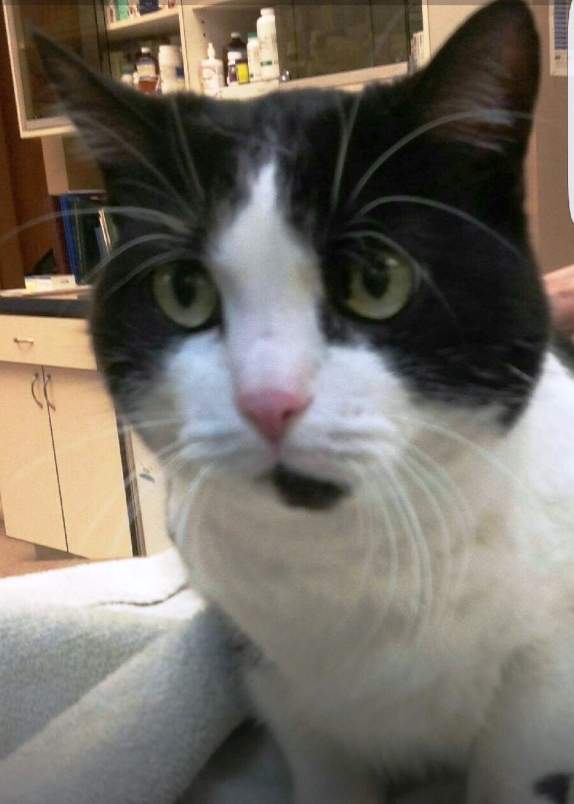 A photo of Phoenix the cat sent to Krista Sylvester by the Britannia Kingsland Veterinary Clinic.
