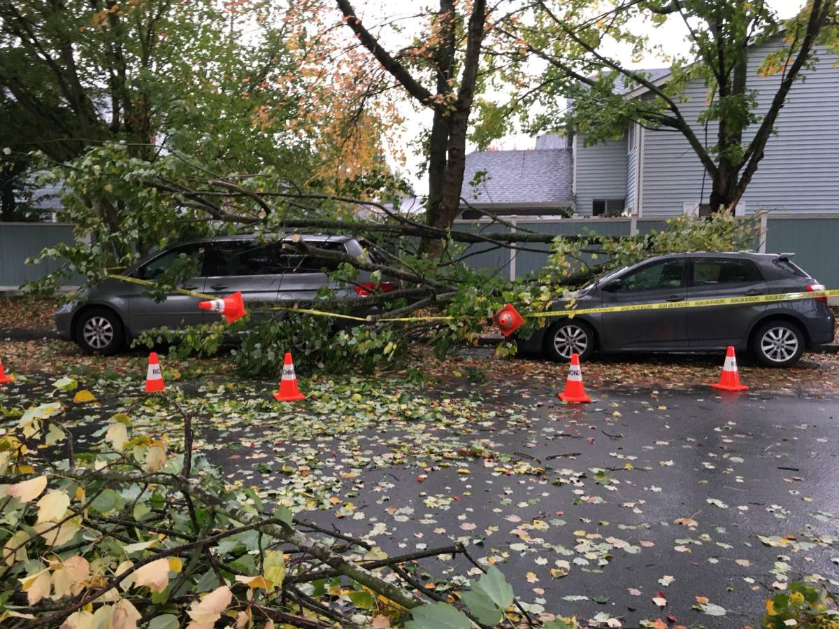 A fallen tree in Richmond during a storm on Saturday, Oct. 15, 2016.