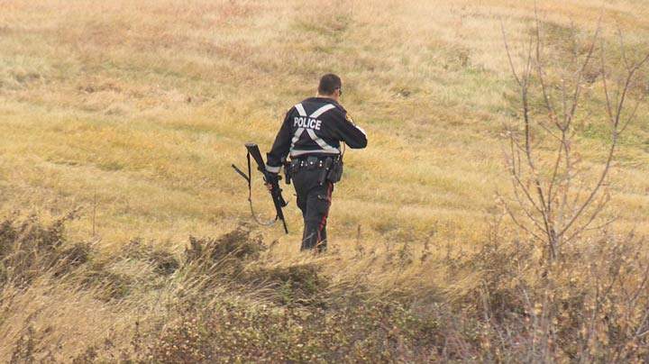 Saskatoon police say an “aggressive” coyote was found and shot at the University of Saskatchewan campus on Saturday.
