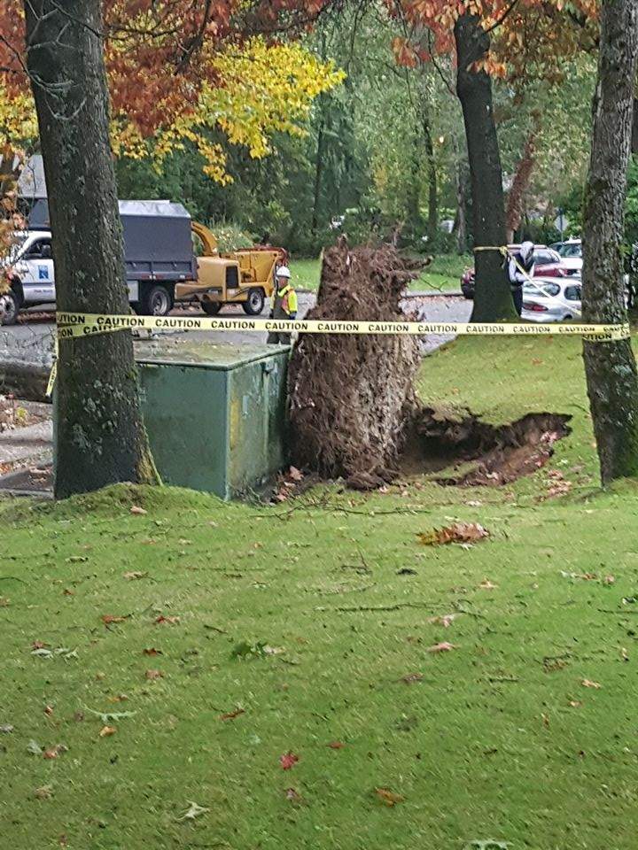A fallen tree in Lynn Valley in North Vancouver during the storm on Saturday, Oct. 15, 2016.